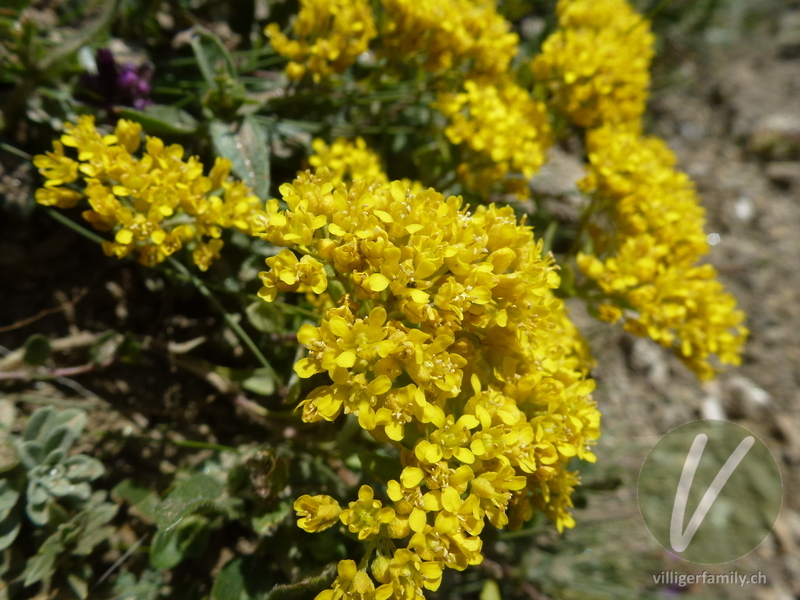 Alpen-Steinkraut: Übersicht